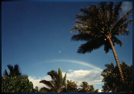 Rainbow with Palm